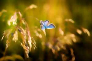 Petites bêtes et papillons