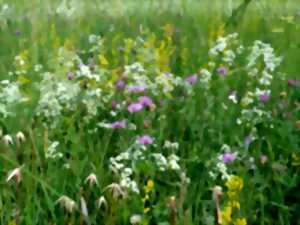 photo A la découverte des plantes sauvages comestibles