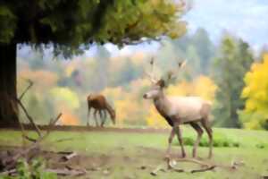 photo Repas de chasse annuel