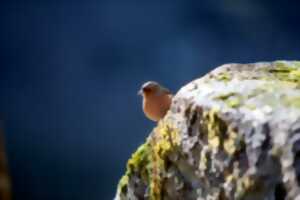 A la découverte des oiseaux - Nouveauté !