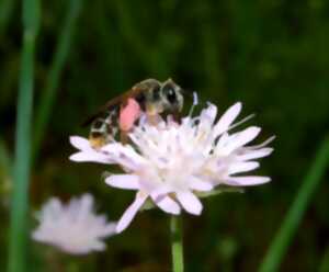 Atelier abeilles sauvages