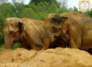 photo Portes ouvertes Elephant Haven - European Elephant Sanctuary