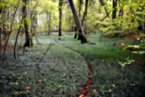 photo Promenons nous dans les Bois...