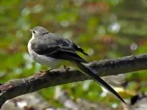 Apéro quizz : les oiseaux