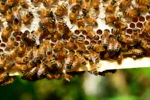 photo CONFÉRENCE SUR LES ABEILLES NOIRES ET LEUR INTÉRÊT POUR LA BIODIVERSITÉ