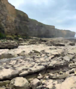 Découverte des oiseaux des falaises du Bessin