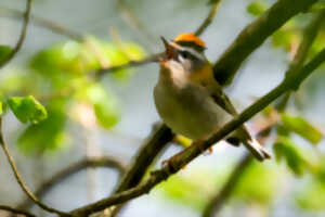 A la découverte des chants d'oiseaux