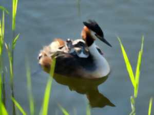 photo Découverte des oiseaux