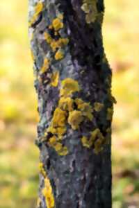 ATELIER : LICHENS, KEZACO ?