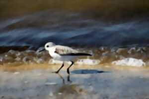 Sur les traces des oiseaux migrateurs du Bassin d'Arcachon