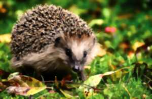 photo Biodiversité au jardin