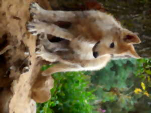 photo GRANDE JOURNÉE ANNIVERSAIRE : 40 ANS DU PARC LES LOUPS DU GEVAUDAN