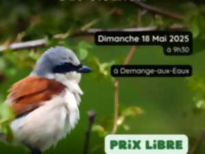 photo SORTIE NATURE - LE VIREVOLTANT MONDE DES OISEAUX