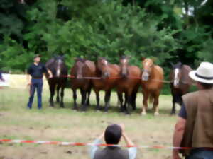 Foire aux bestiaux