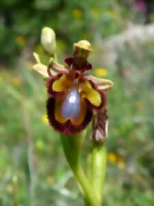 A la rencontre des orchidées sauvages !