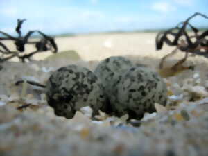 photo Des gravelots sur nos plages