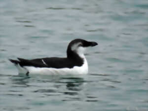 Les oiseaux des ports