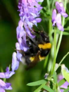 photo En quête des insectes pollinisateurs !