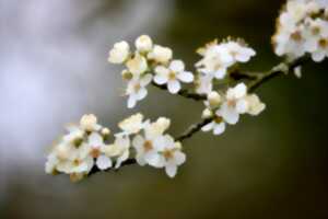 photo Réveillez de printemps en musique