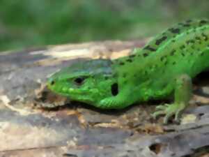 photo Printemps de la biodiversité - A la découverte des lézards et autres reptiles