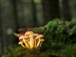 photo Printemps de la biodiversité - Sortie champignons