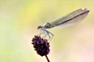 Printemps de la biodiversité - Fascinantes libellules