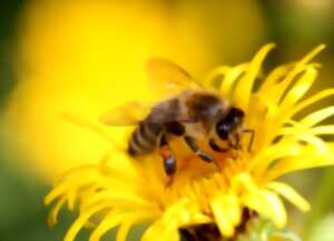 photo Printemps de la biodiversité - L'abeille à miel nous raconte la biodiversité