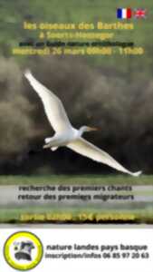 photo Les oiseaux des Barthes