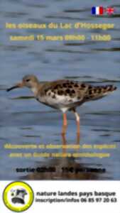 photo Les oiseaux du lac d'Hossegor