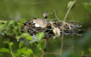 photo La nidification des oiseaux