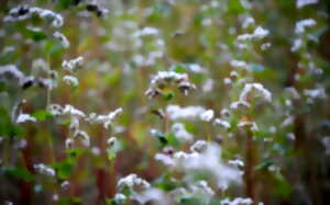 La pollinisation au potager