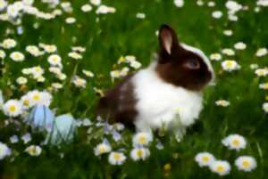 photo Chasse aux oeufs de Pâques