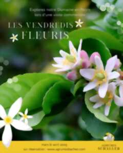 photo LES VENDREDIS FLEURIS