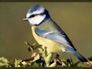 photo PAPOTAGE APÉRITIF autour des oiseaux communs