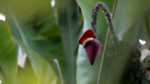 photo Printemps de la biodiversité - Incroyables plantes !