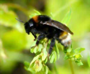 En quête des insectes pollinisateurs !