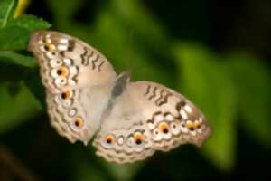 photo Printemps de la biodiversité - A la rencontre des papillons de nuit