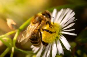 photo Eté actif | Le monde des abeilles | Lac de Gurson