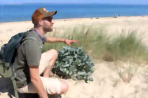 Botanique à la dune du Pilat :  petites fleurs et grandes adaptations