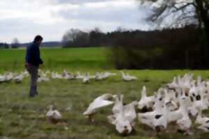 photo Visite de la ferme Degert : Canards