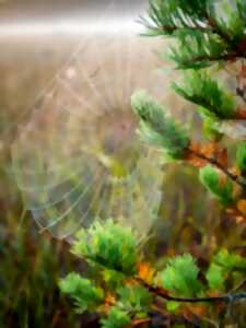 photo Atelier scientifique : La biodiversité en danger