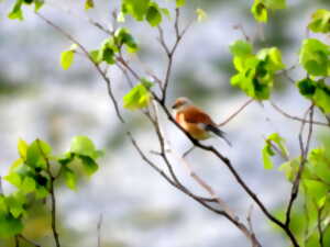 La symphonie des oiseaux