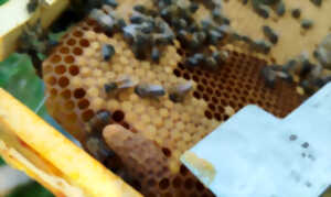 photo Découverte de l'apiculture et du miel des Landes de Gascogne