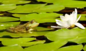 photo Sortie Nature : sortie nocturne en carrière - les amphibiens