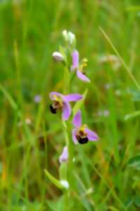 photo Balade À la découverte des orchidées sauvages