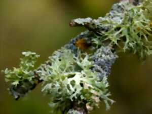 photo Découverte du Monde Insoupçonné des Lichens - Limoges