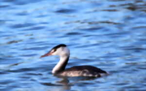 Le Héron et les oiseaux remarquables du plan d'eau