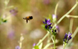 photo Les abeilles d'Anet