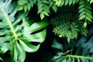 photo Bourse aux plantes