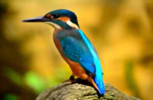 photo Eté actif | Oiseaux et compagnie | Lac de Gurson